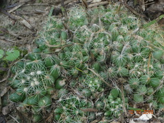 Mammillaria sphaerica