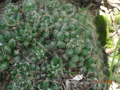 Mammillaria sphaerica