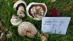 Pseudochitonia