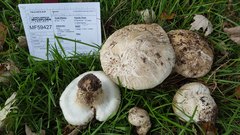 Pseudochitonia