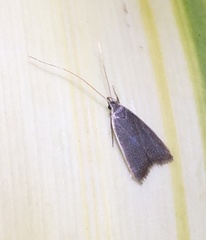 Homaloxestis multidentalis