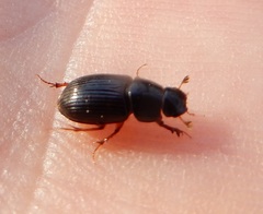 Ataenius spretulus