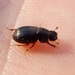 Black Fairway Beetle - Photo (c) Bob O'Kennon, some rights reserved (CC BY-NC), uploaded by Bob O'Kennon