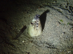 Ophichthus altipennis
