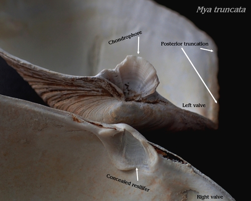 Truncate Softshell Clam