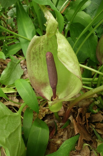 Arum orientale (Arum orientale)