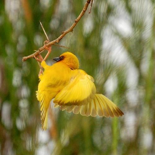 Northern Brown-throated Weaver