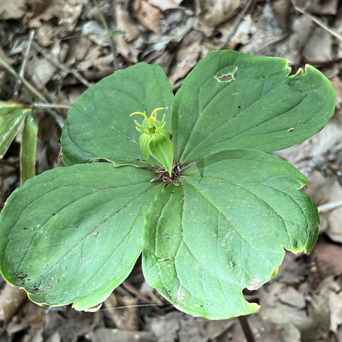 Paris tetraphylla, photograph 3