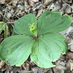 Paris tetraphylla, photograph (c) ITÔ, Hiroki, some rights reserved (CC BY)