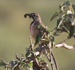 Rhodophoneus cruentus