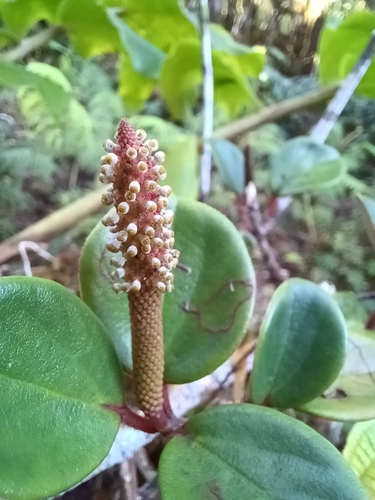Peperomia obovatilimba observed 2023-04-14