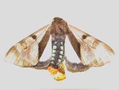 Dysschema subapicalis