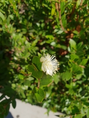 Myrtus