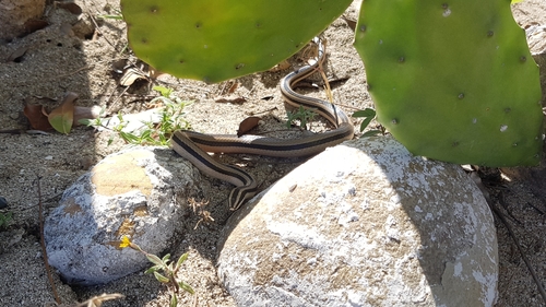 Striped Road Guarder