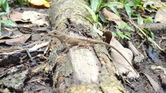 Anolis tropidonotus