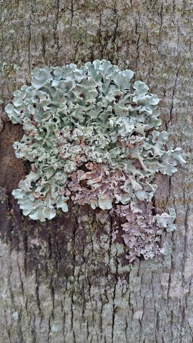 Flavoparmelia caperata