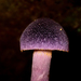 Cortinarius kioloensis - Photo (c) Felix Harper, some rights reserved (CC BY-NC), uploaded by Felix Harper