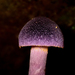 Cortinarius kioloensis - Photo (c) Felix Harper, algunos derechos reservados (CC BY-NC), subido por Felix Harper