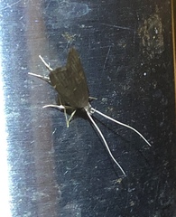 Torodora gemella