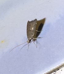 Torodora gemella