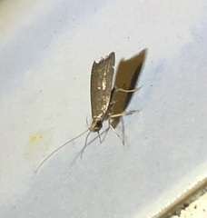Torodora gemella