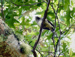 Chrysococcyx lucidus lucidus
