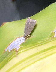 Torodora gemella
