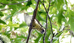 Chrysococcyx lucidus lucidus