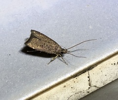 Torodora gemella