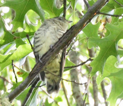 Chrysococcyx lucidus lucidus