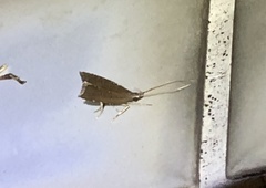 Torodora gemella