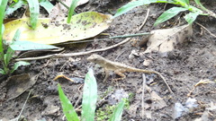 Anolis tropidonotus