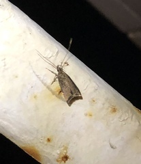 Torodora gemella