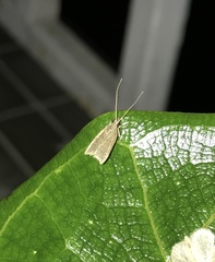 Torodora gemella