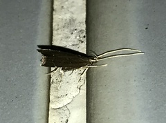 Torodora gemella