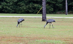 Antigone canadensis pulla