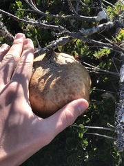 Leccinum manzanitae