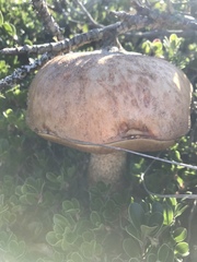 Leccinum manzanitae