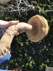 Leccinum manzanitae