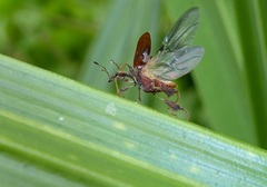 Stephanorhynchus lawsoni