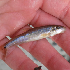 Phenacobius mirabilis