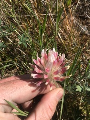 Trifolium macrocephalum
