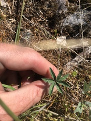 Trifolium macrocephalum