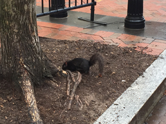 Sciurus carolinensis