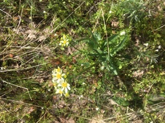Senecio integerrimus ochroleucus
