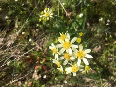 Senecio integerrimus ochroleucus