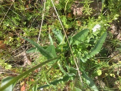 Senecio integerrimus ochroleucus