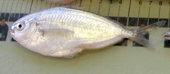 Peprilus triacanthus