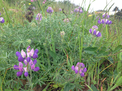 Lupinus variicolor