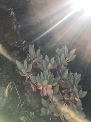 Penstemon barrettiae